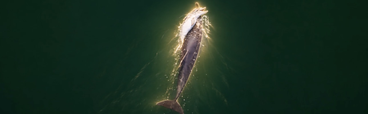 Fraggle surfacing in the green estuary light